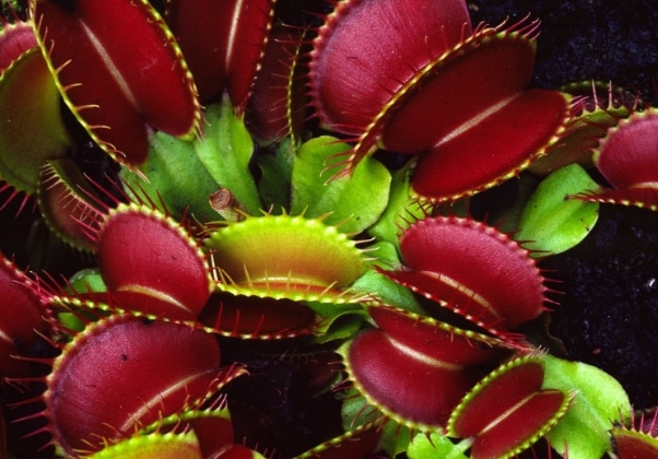 Venus Fly Trap (Dionaea muscicapula)