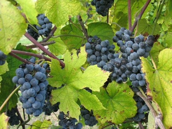 Vitis aestivalis