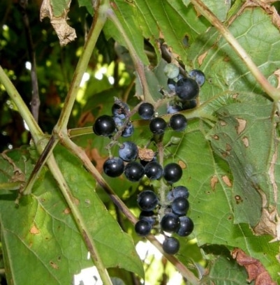 Vitis berlandieri