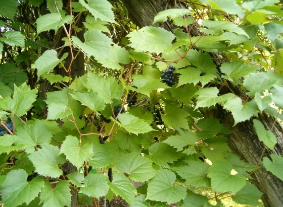 Vitis riparia