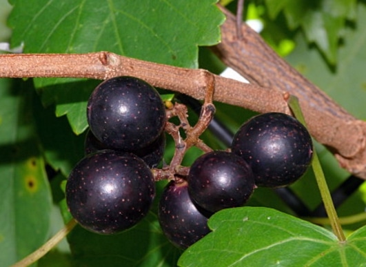 Vitis rotundifolia, muscadine