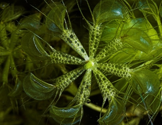 Waterwheel Plant (Aldrovanda vesiculosa)