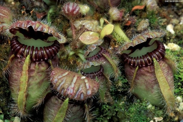 Western Australian Pitcher Plant (Cephalotus)