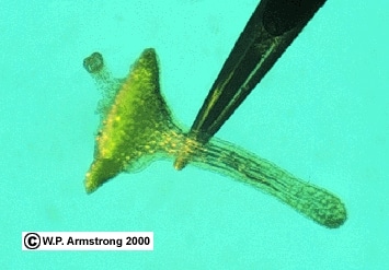 Wolffia microscopica (Griffith) Kurz