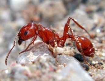 Yellow Harvester Ant