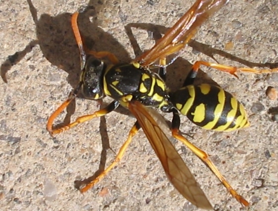 Yellow Jacket