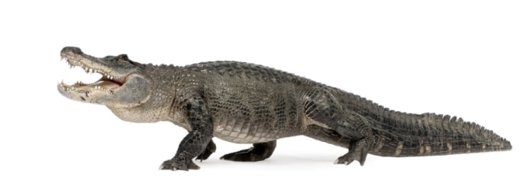 alligator