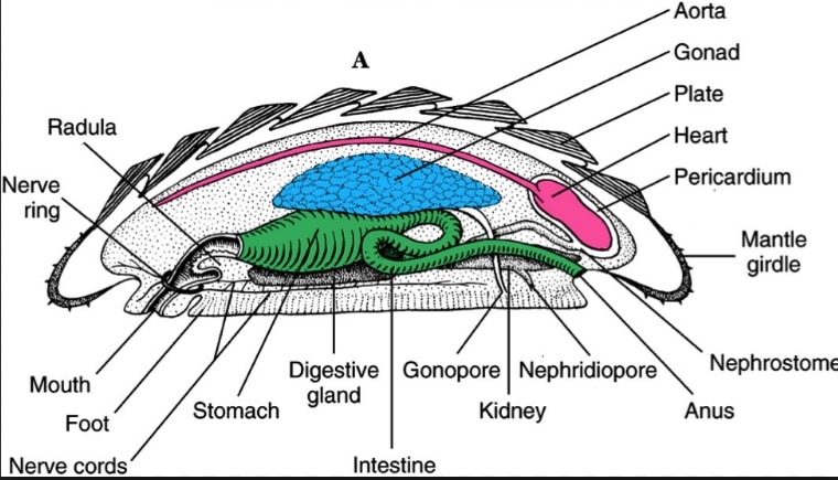 anatomi chiton