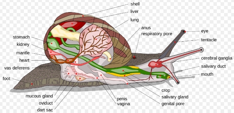 anatomi mollusca