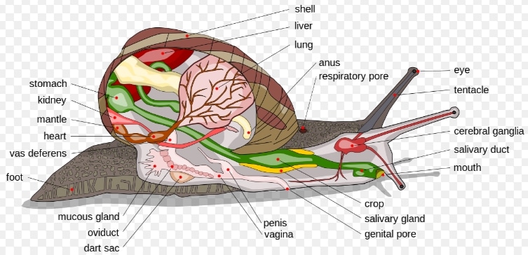 Klasifikasi dan Ciri Ciri Mollusca Beserta Contoh  Flora 