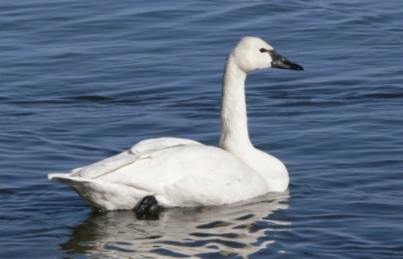 angsa tundra Cygnus columbianus