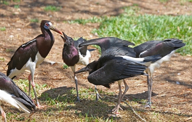 bangau Abdim's Stork (Ciconia abdimii)