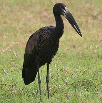 bangau African Openbill Stork (Anastomus lamelligerus)