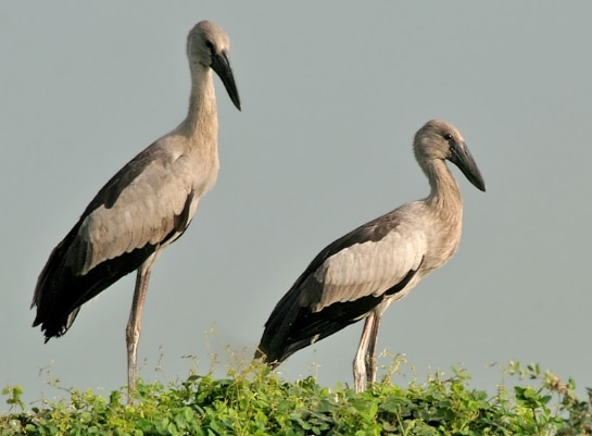 bangau Asian Openbill Stork (Anastomus oscitans)