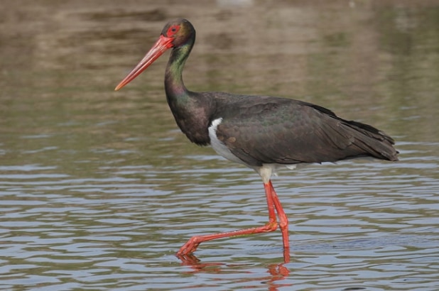 bangau Black Stork (Ciconia nigra)