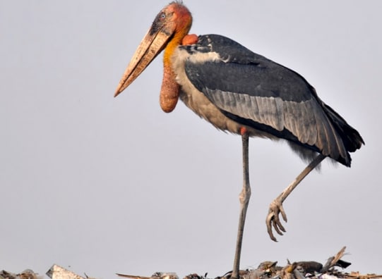 bangau Greater Adjutant ( Leptoptilos dubius)