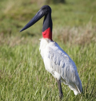 bangau Jabiru (Jabiru mycteria)