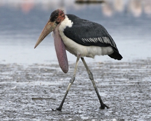 bangau Marabou Stork (Leptoptilos crumeniferus)