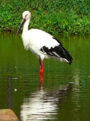 bangau Oriental White Stork (Ciconia boyciana)