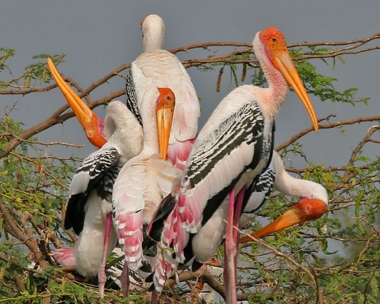 bangau Painted Stork ( Mycteria leucocephala)