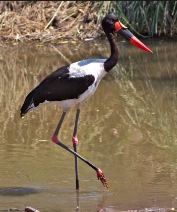 bangau Saddle-billed Stork ( Ephippiorhynchus senegalensis)