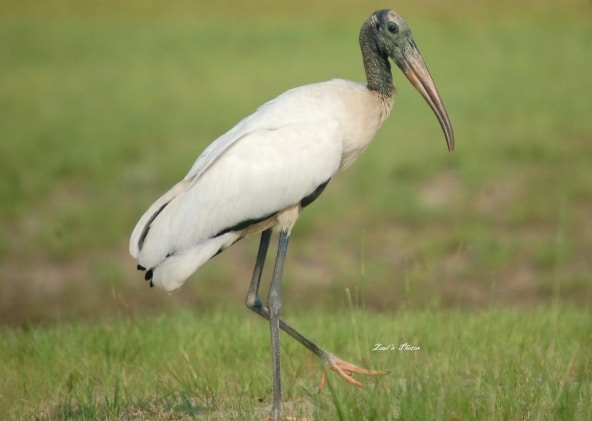 bangau Wood Stork (Mycteria americana)