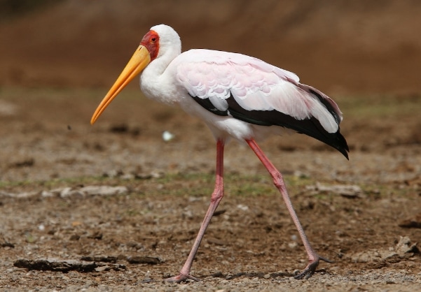 bangau Yellow-billed Stork (Mycteria ibis)