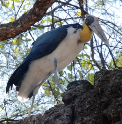 bangau tong-tong(Leptoptilos javanicus)