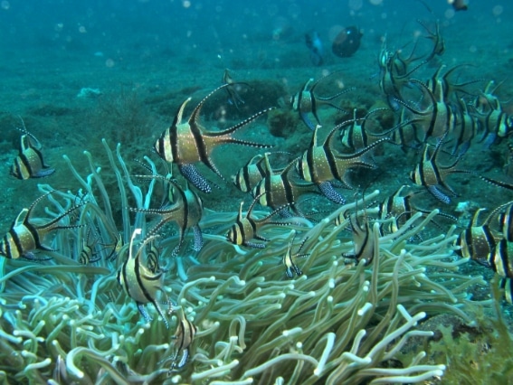 banggai cardinalfish