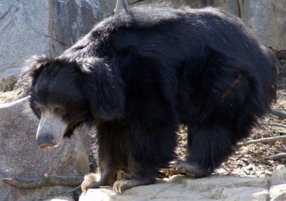 beruang sloth