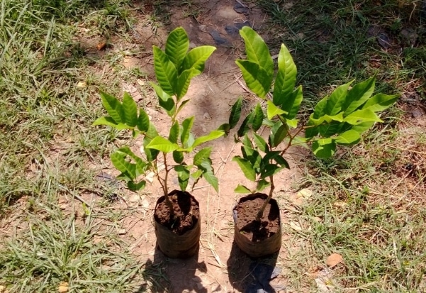 bibit buah rambutan