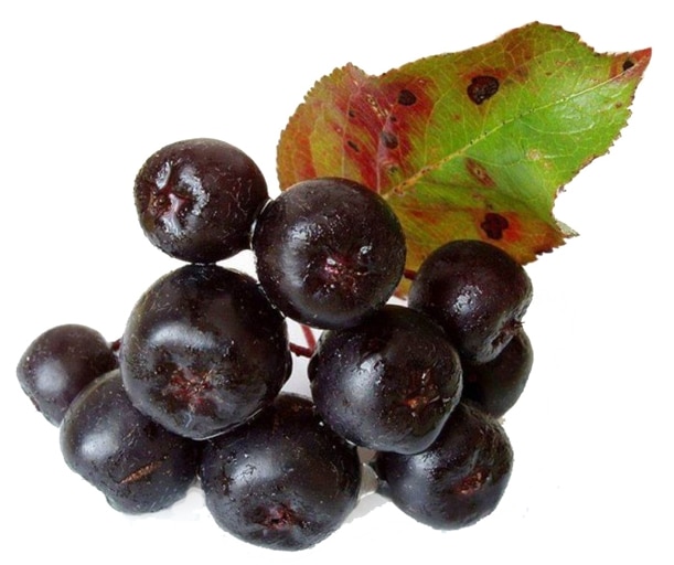 bilberry