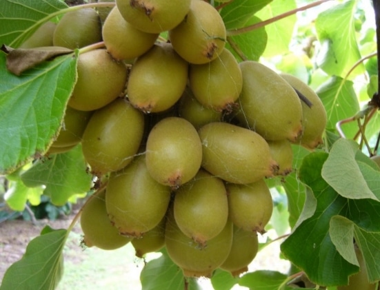 buah kiwi