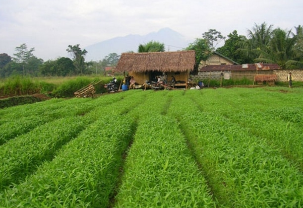 budidaya kangkung