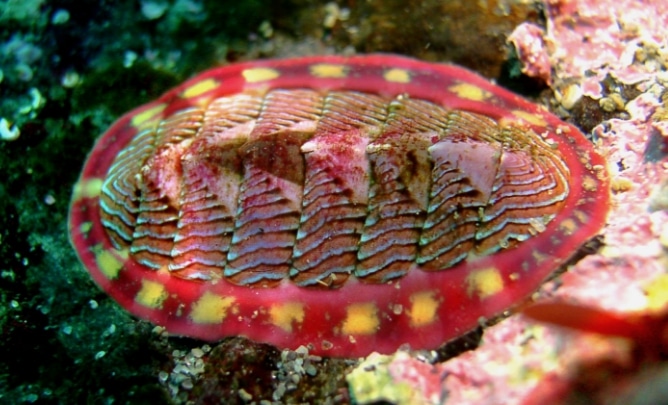 chiton