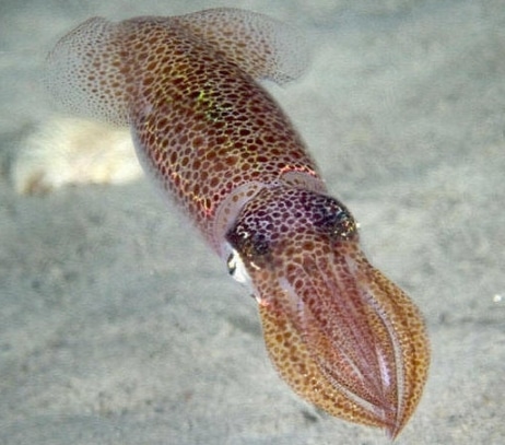 contoh cephalopoda