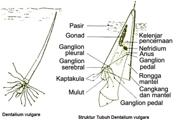 dentalium vulgare