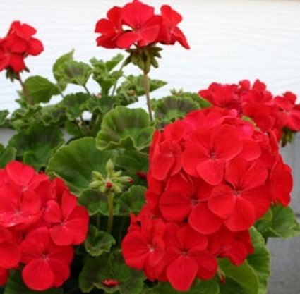 geranium 