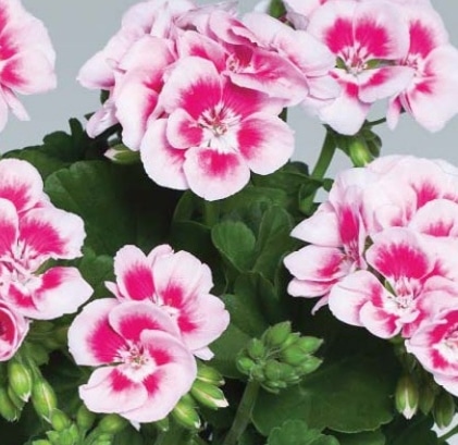 geranium
