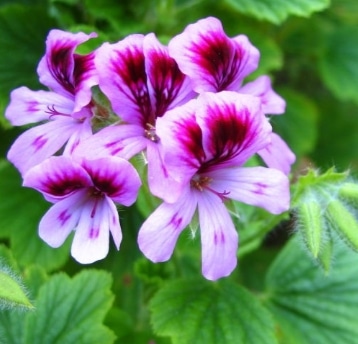 geranium 