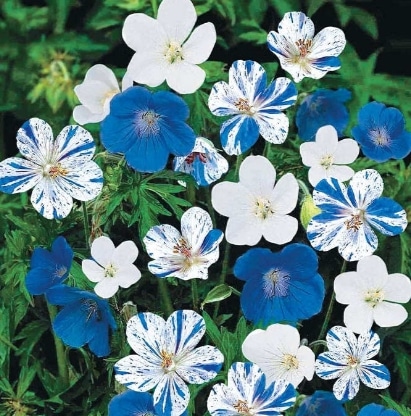 geranium