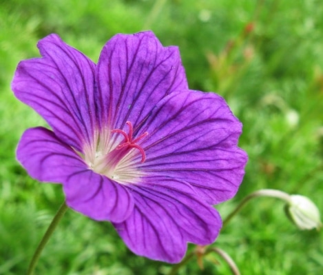 geranium