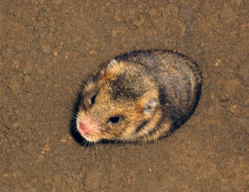hamster rumania (Mesocricetus newtoni)