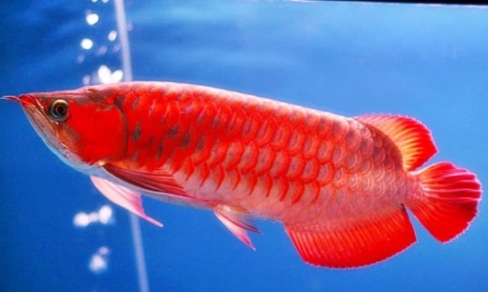 ikan arwana