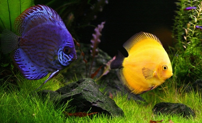 ikan discus