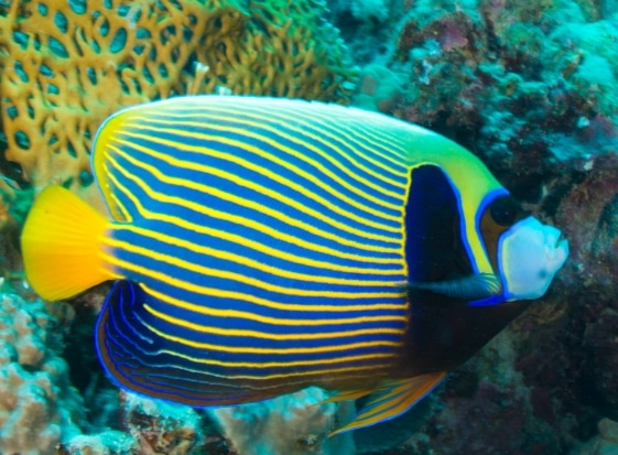 Angelfish