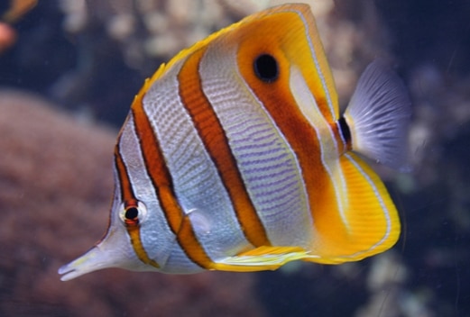 Butterfly Fish