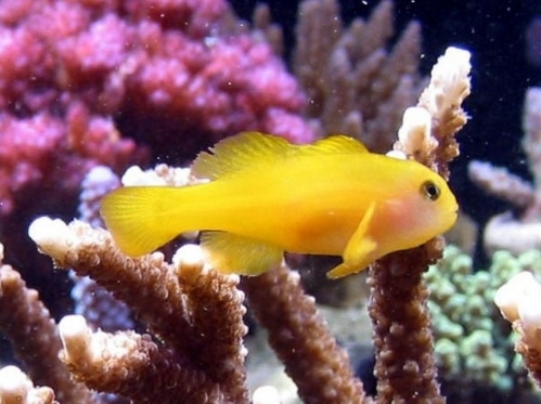 Clown Gobies fish