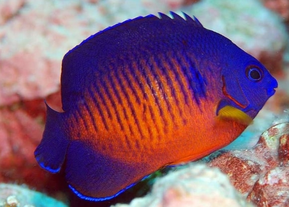 Coral Beauties fish