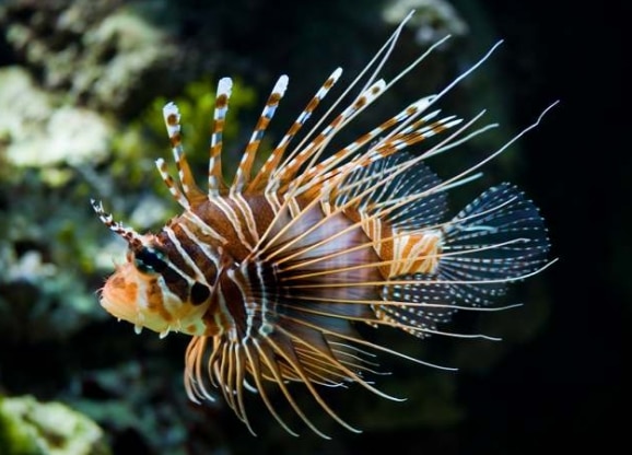 Lion Fish